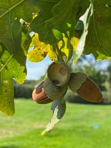 acorns