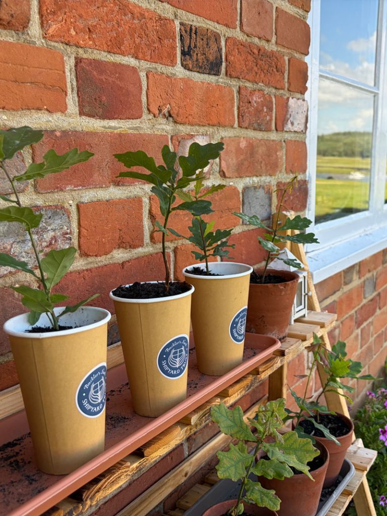 oaks in pots